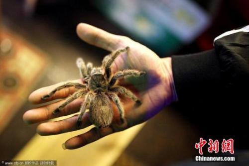 狼蛛图片:印尼女子“爱蛛成痴”养1500只狼蛛当宠物(图) 资料图:蜘蛛