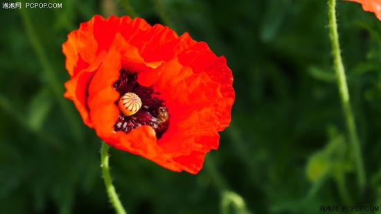 拍照与视频均达到极致 M4\/3旗舰微单松下GH5