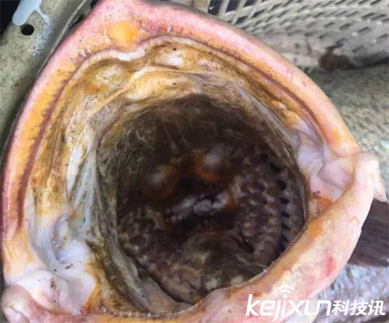 天价鱼卖出347万:网友一脸懵逼这是黄金鱼吗?