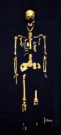 几乎可辨别全身骨骼的4号人骨。可推定此为一具身高为165.2公分，年事较高的男性骨骼。来源：冲绳县立埋藏文化财中心
