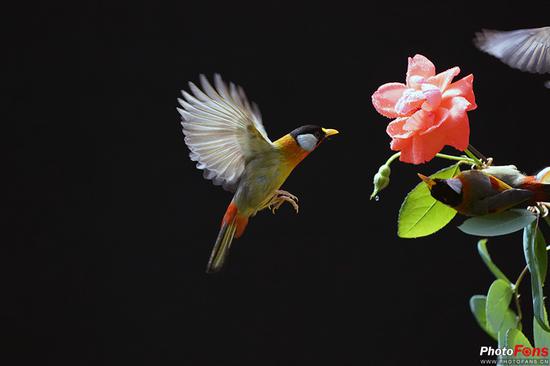 拉近距离 索尼G大师镜头SEL100400GM评测|