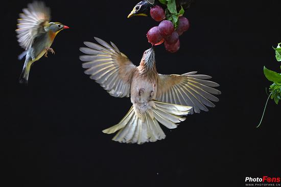 拉近距离 索尼G大师镜头SEL100400GM评测|
