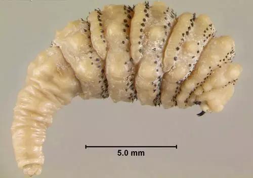 螺旋锥蝇:五种噬肉生物都是怎么整死人的? 图为人肤蝇或称人皮蝇,该蝇以人体和许多动物为寄生对象。图源:莱尔·巴斯(Lyle Buss)佛罗里达大学
