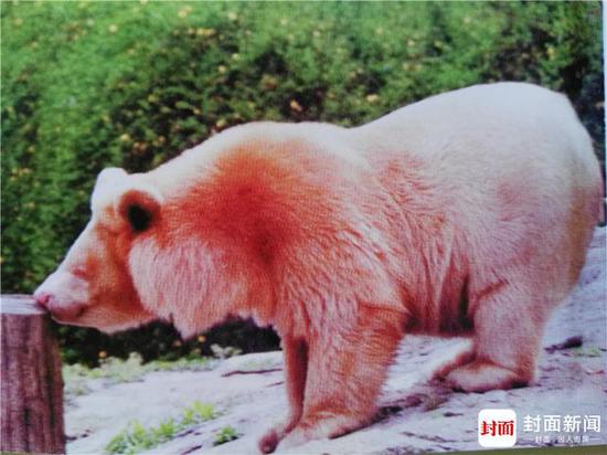 图为神农架发现的白熊。