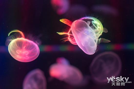 开启无反新时代 索尼全画幅微单A9全面评测(5