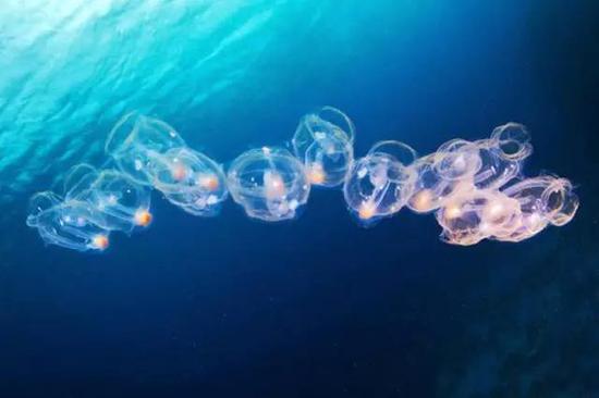 cf蜗牛:世上的生物不是公的就是母的?蜗牛、蚯蚓...不服! (图片来自网络)