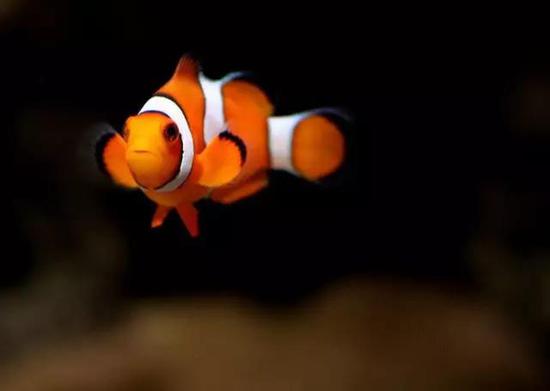 cf蜗牛:世上的生物不是公的就是母的?蜗牛、蚯蚓...不服! (图片来自网络)