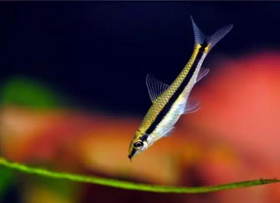 cf蜗牛:世上的生物不是公的就是母的?蜗牛、蚯蚓...不服! (图片来自网络)