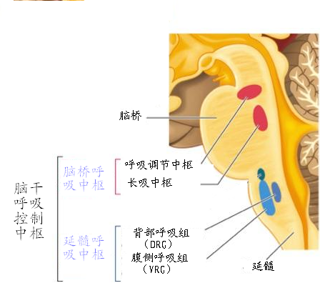 呼吸中枢:流言揭秘:人可以忘记呼吸?这是真的吗?