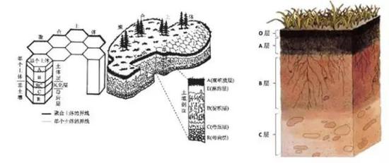  土壤剖面的基本土层