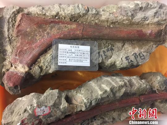 重庆发现世界级恐龙化石群 或将填补恐龙时空分布空白