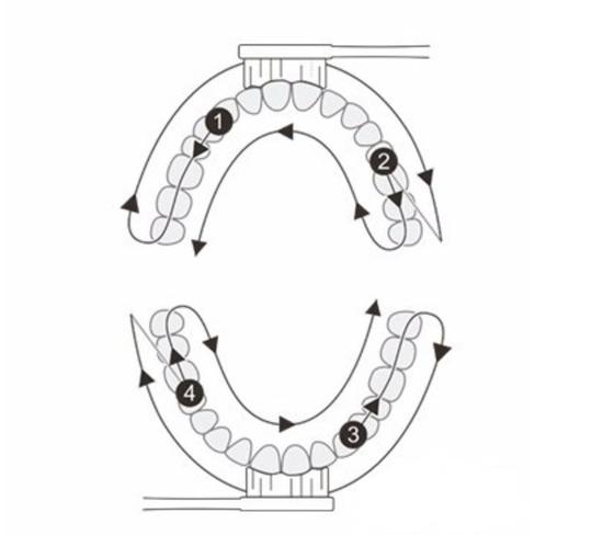 　　若是电动牙刷带有30秒区域提醒功能，请按照本图顺序进行刷牙