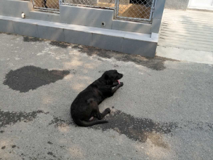 暮年是多少岁:灾难中你见识了搜救犬的壮年,但你可知它们的暮年? 如今的小黑,虽然可以自由活动,不过明显已经走不动了,每天就这样静静的趴在基地中,等待着自己大限的到来