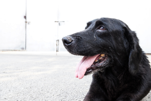 暮年是多少岁:灾难中你见识了搜救犬的壮年,但你可知它们的暮年? “小黑”是一条14岁高龄的拉布拉多犬,他参加过汶川地震等数十次救援行动,在汶川地震救援中,搜救出十几名幸存和遇难者。而12年一次搜救事故的意外,则让他脸上永远留下了一道伤疤