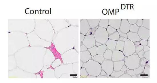 小鼠嗅觉受损后（右），脂肪储存出现了锐减。图片来源：《Cell Metabolism》