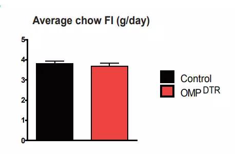  嗅觉受损的小鼠（红色），食欲居然没有明显减退。图片来源：《Cell Metabolism》