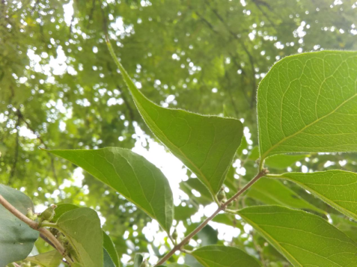 a3手机:中国移动A3s手机评测 一款还体验不错的千元机