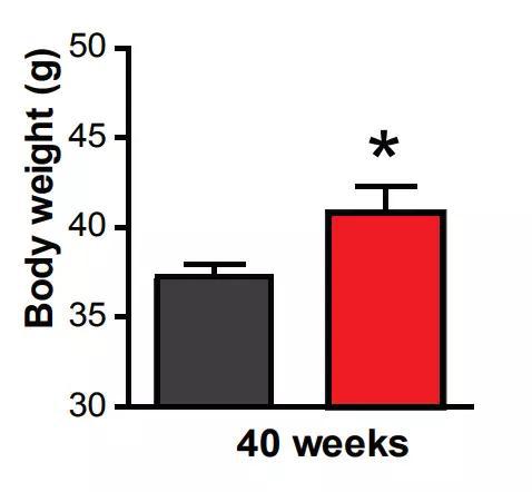 小鼠嗅觉在得到增强后（红色），体重出现了显著上升。图片来源：《Cell Metabolism》