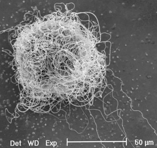 子科学简史:难以置信的生物结构|精子|避孕药|列文虎克