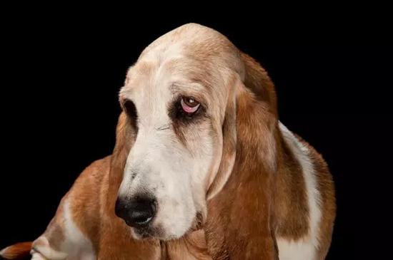 巴吉度猎犬（Basset hound），图源：National Geographic Photo Ark