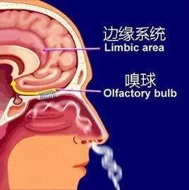 气味信号通过嗅觉神经从鼻子传播到嗅球。图源:互联网