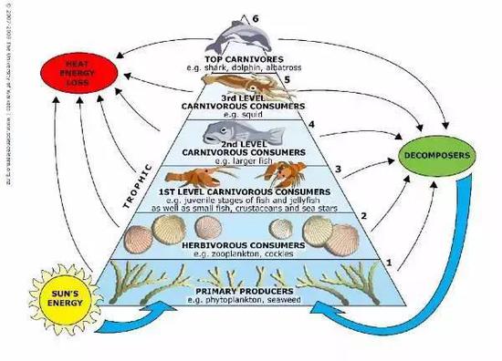 原来你才是真正的生物大辐射!奥陶纪生物大辐射事件|生物|大辐射|食物链_新浪科技_新浪网