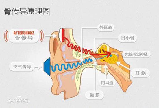 （骨传导原理图，图片来源：百度百科）