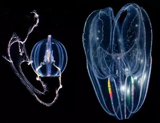 外星生物就在我们的星球上|栉水母|动物|神经