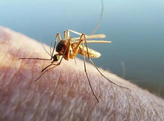 根据蚊子的觅食习惯，侦测并找到远距离的目标对它们来说非常重要。