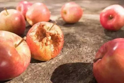 流言揭秘:装菜的塑料袋放冰箱等于慢性自杀? 同时,因缺氧呼吸产生的酒精留在果蔬里,会引起果蔬腐烂变质,所以果蔬在塑料袋内存放时间不宜过长。