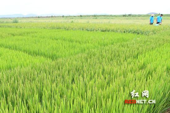 青岛海水稻试种基地。（资料图）