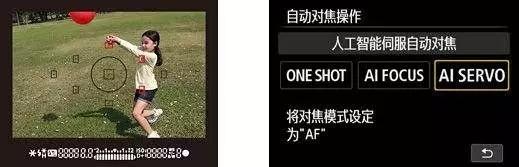 顺光下动物皮毛更有光泽