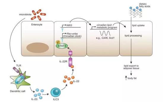 肠道微生物调节机体脂肪代谢的具体机制