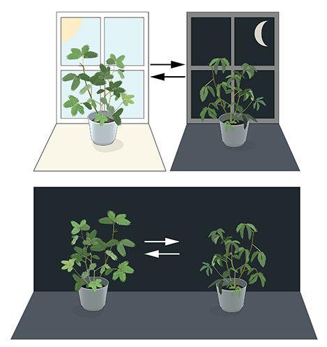 生物三节律:科学家热评生理或医学奖:节律,探寻生物体内时刻表 图1. 一个内源性生物钟。含羞草植物的叶片在白天朝向太阳展开,但在黄昏时合拢(图片上半部分)。让-雅克·道托思·麦兰将这些植物放置在持续黑暗的环境中(图片下半部分),发现叶片仍然保持着它们平时的昼夜节律,即使没有光线变化也是如此。