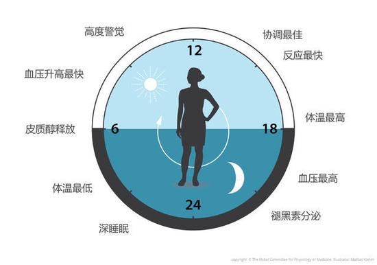 生物三节律:科学家热评生理或医学奖:节律,探寻生物体内时刻表 图3 生物钟让我们的生理能够预测并适应一天的不同阶段。我们的生物钟可以帮助调节睡眠、进食、激素释放、血压和体温。