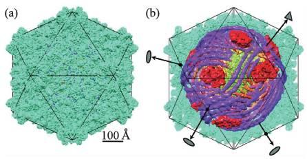 关于诺贝尔化学奖:冷冻电镜单颗粒技术的现状