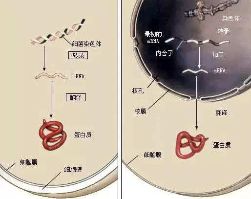 基因表达过程图