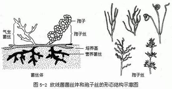 因为这个新发现40年无抗结核新药局面有望被打破