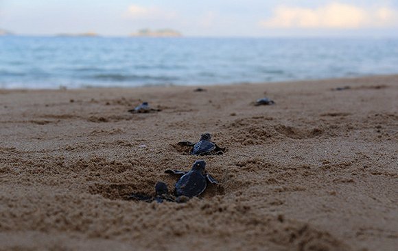 国内全人工繁殖的第一窝海龟宝宝自然孵化出壳，游向大海