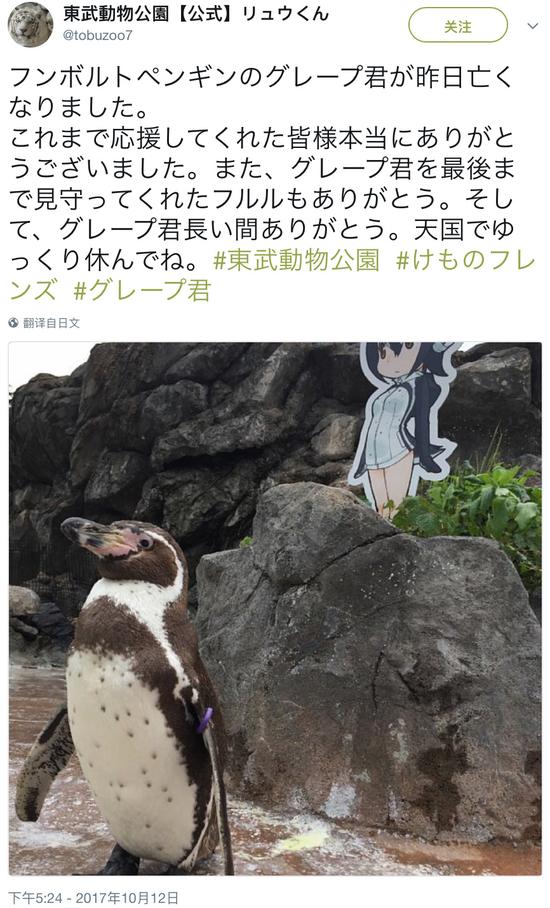 那只沉迷纸片人的企鹅“葡萄君”,去世了