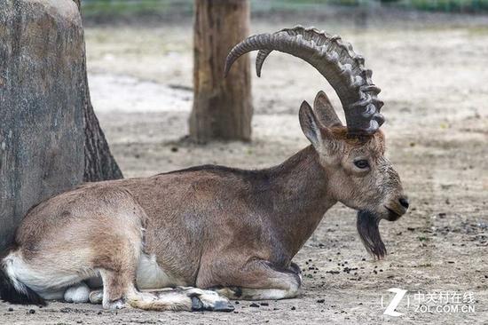 远摄大作战 两款便携防抖长焦镜头对比|配件|佳