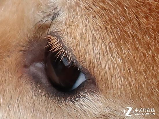 轻巧便携还有高颜值 佳能EOS M100评测|佳能