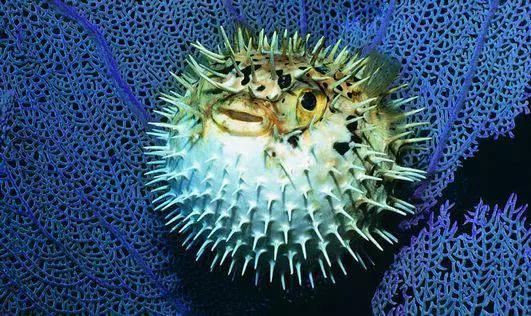 捕食者的痛:动物界“刺头”盘点 刺头豪猪首当其冲 刺鲀(Diodontidae)