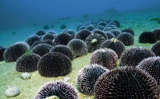 捕食者的痛:动物界“刺头”盘点 刺头豪猪首当其冲 海胆(Echinoidea)