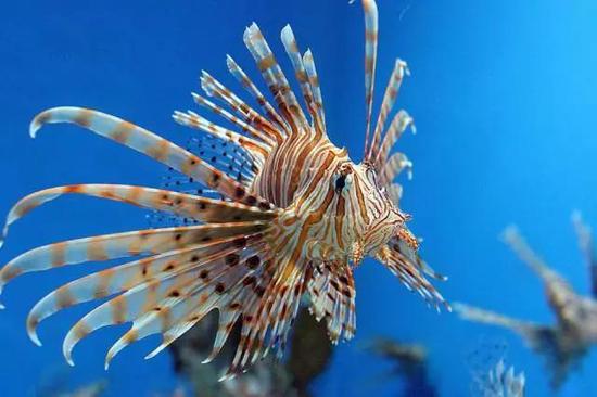 捕食者的痛:动物界“刺头”盘点 刺头豪猪首当其冲 蓑鲉(Pterois volitans)
