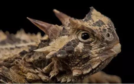 捕食者的痛:动物界“刺头”盘点 刺头豪猪首当其冲 角蜥(Phrynosoma coronatum Blainvile)