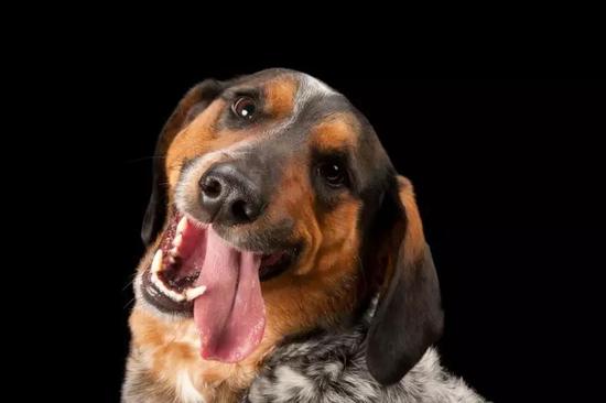 一条巴塞特猎犬和蓝色赫勒犬的串儿。图源:JOEL SARTORE,美国国家地理杂志