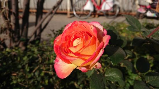 XZ1ӏ