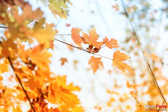 长焦距镜头名词解释_大光圈长焦距虚化_长焦距光圈