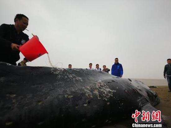 图为往座头鲸身上浇泼海水，保持座头鲸身体湿润。